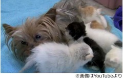 子失った犬が猫と出会い元気に、捨てられた5匹の子猫の“母”になる。