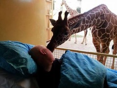 【写真】キリンが元飼育員に別れのキス、末期がん男性と“心の交流”。