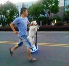 【写真】“セグウェイ”運転するわんこ、飼い主と「どっちがペット?」。