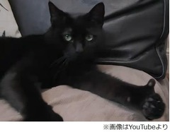 クールにポーズを決める猫、求めに応え親指立てる姿に飼い主大喜び。