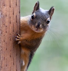 火災報知器鳴らすリスが現る、監視カメラにスイッチ押す様子がバッチリ。