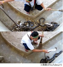 ぽいぽいヘビ放る男性に驚き、数百匹のコブラがいる飼育舎を淡々とお掃除。