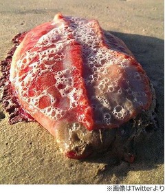 海岸で発見された“謎の生物”、豪州の専門家も何かわからず首ひねる。