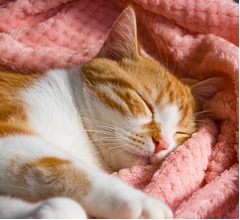 「私たちは猫の性格を誤解している」猫は“仲間の死”を悲しむ