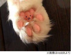 猫の足の裏に隠れていたもの、ぷにぷにの肉球好き悶絶の一枚に反響。