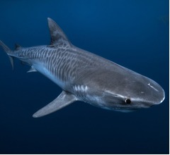 “サメに襲われた人”世界中で増加、件数トップは米国