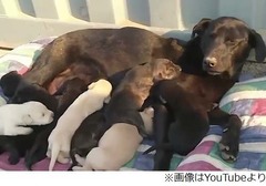 子犬の危機に母わんこが機転、迫り来る山火事を前に穴掘って避難。