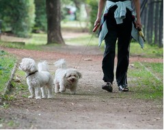 4割が愛犬の散歩中に嫌な思い、トップは「犬同士のトラブル」に。