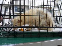 捕獲の白いタヌキを展示飼育、ポンポコリンから“ポンちゃん”と命名。