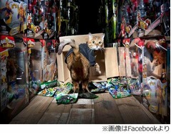 バンダイの倉庫を守る“番猫”、報酬はキャットフードと魚で警備員契約。