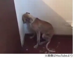 壁を見つめて動かないわんこ、人間に虐待されたトラウマに苦しむ。
