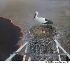 巣に迫る火と煙、卵をあたため続けたコウノトリ