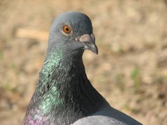 地下鉄の乗って隣町に行く鳩、エサを求めてショッピングセンターへ？