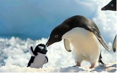 【写真】ほっこりぬいぐるみと動物達、わんこ&にゃんこやペンギンなども。