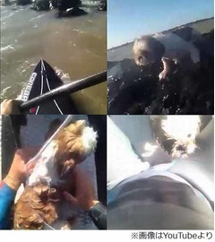 沖合の岩場で怯える犬を救出、ボート乗りの男性が“海に犬”に驚く。