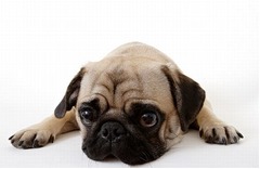 犬が飼い主に与える“損害額”、英国全体では年間45億円との試算。