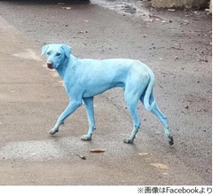 “青いわんこ”何頭も発見される