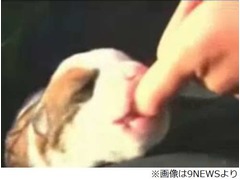 眼前で空から落ちてきた子犬、「神様からの贈り物」を授かった？