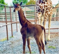 世界で唯一“模様のないキリン”誕生、上野動物園で1972年に生まれて以来