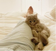 高橋克典「可愛い猫ちゃんがウチに来て戸惑ってるおぢさん」ついに就寝時に“密着”