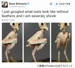 “羽根のないフクロウ”に衝撃走る