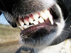 犬と飼い主に“W噛み”される、「飼い主が犬に似る時代」と皮肉も。