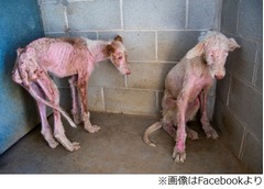 “骨と皮だけ”のわんこを救出、動物保護施設スタッフも目を覆う惨状。