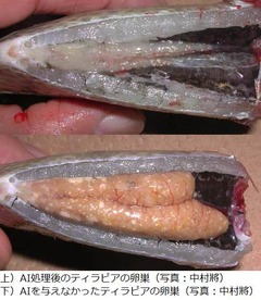 世界初の人為的“魚の性転換”、養殖への応用や希少種保存に期待。