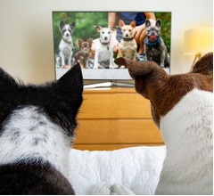 犬は“テレビに映る別の犬”が大好き、サッカーやアニメも楽しむ傾向