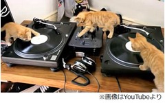 子猫3匹が協力してDJプレー、ミキサー操作もスクラッチもお手のもの？