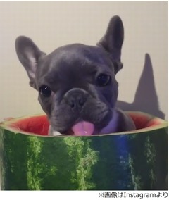 “スイカの中”で食べるわんこ、むしゃむしゃペロペロおいしそう。