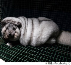 “モンスター・キツネ“の悲しい正体