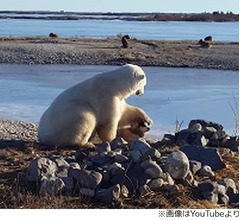 シロクマさん、わんこの頭をなでなで