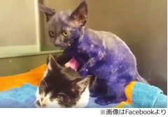 紫色の毛&負傷した子猫保護、獣医「恐らく犬の“噛むおもちゃ”に」。