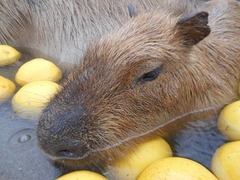 カピバラが魅せた恍惚の表情、露天“グレープフルーツ湯”にダイブ。
