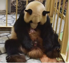 アドベンチャーワールドでパンダの赤ちゃん誕生