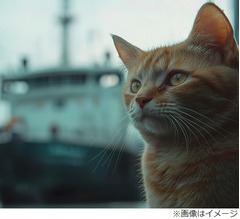 貨物コンテナに3週間閉じ込められた猫を救出、“中国→アメリカ”太平洋横断