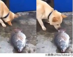 魚に水かけて“蘇生”試みる犬、一生懸命に鼻でかけ続ける姿が話題に。