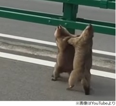 2匹のリス、路上で掴み合いの大げんか