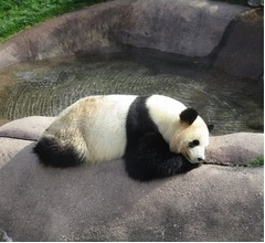 「日本の動物園・水族館ランキング2018」発表