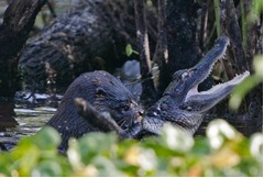 【写真】カワウソ猛攻撃でワニを食べる、衝撃的な捕食シーンが話題に。