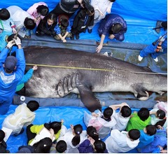 メガマウスの公開解剖、世界初の発見も