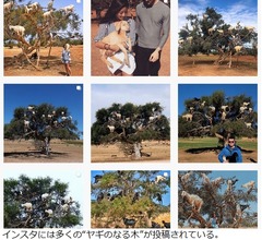 名物「ヤギのなる木」、写真用のフェイク問題浮上