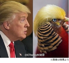 “トランプ鳥”に脚光「早くも中国に経済的利益」