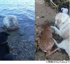 海で溺れる子ジカ救ったわんこ