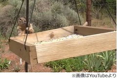 人間と知恵比べでリスつるつる、鳥のえさを守るために“対抗”。