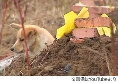 主人の墓に寄り添い続ける犬、近隣住民に保護されてもすぐに引き返す。