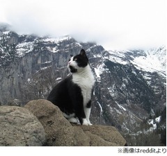 山道を案内してくれるにゃんこ