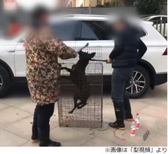 “交通安全祈願”で犬殴り殺す