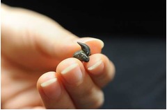 沖縄で幻の“メガマウス”化石、アジア地域で初めての公式記録に。